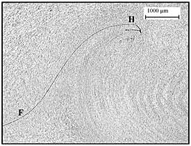 Fig.2. Macro-section of same weld showing left side 'hooking' feature