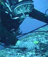 Fig.4. Diver Inspection