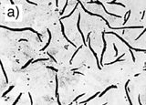Fig.2. Microstructures of a) grey cast iron and