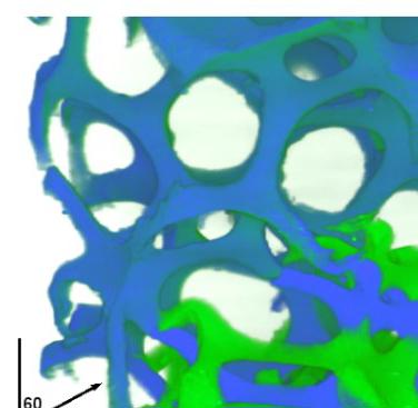Figure 4. Overlapped volumes for the displacement levels of 0.54 mm (in blue) and 1.14 mm (in green), correspondingly with point D and E in Figure 1 respectively.
