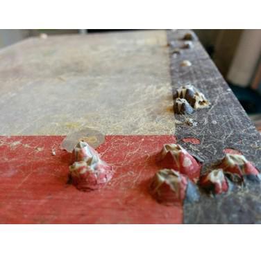 Figure 4. ACORN project - barnacles settle on surfaces and breach through protective paint layers, causing extensive damage to the surface