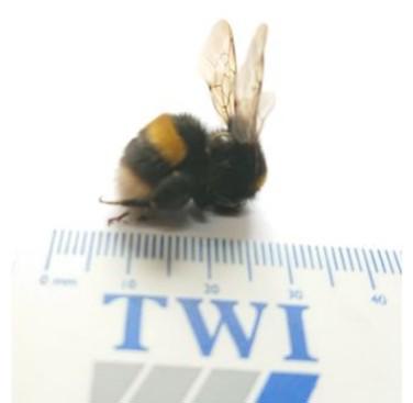 Figure 20. Bee with ruler