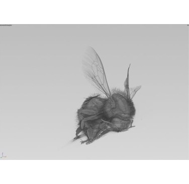 Figure 21. Bee 3D rendered showing hair
