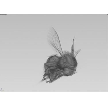 Figure 21. Bee 3D rendered showing hair