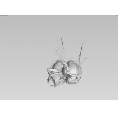 Figure 22. Bee 3D rendered to show outer shell with dust in hair visible
