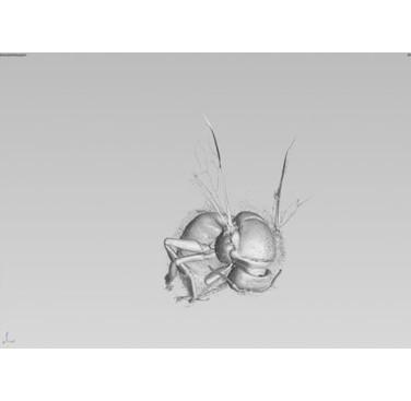 Figure 22. Bee 3D rendered to show outer shell with dust in hair visible