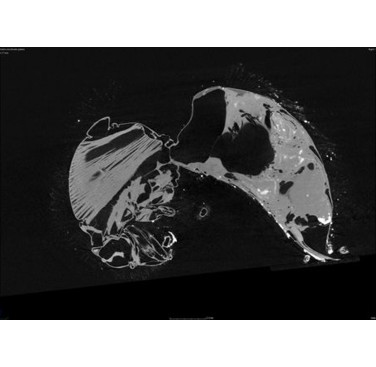 Figure 23. Bee 2D side view image slice