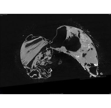 Figure 23. Bee 2D side view image slice