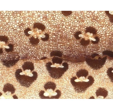 Figure 7: Polished cross-section of linear friction welded bamboo