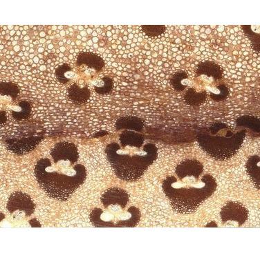 Figure 7: Polished cross-section of linear friction welded bamboo