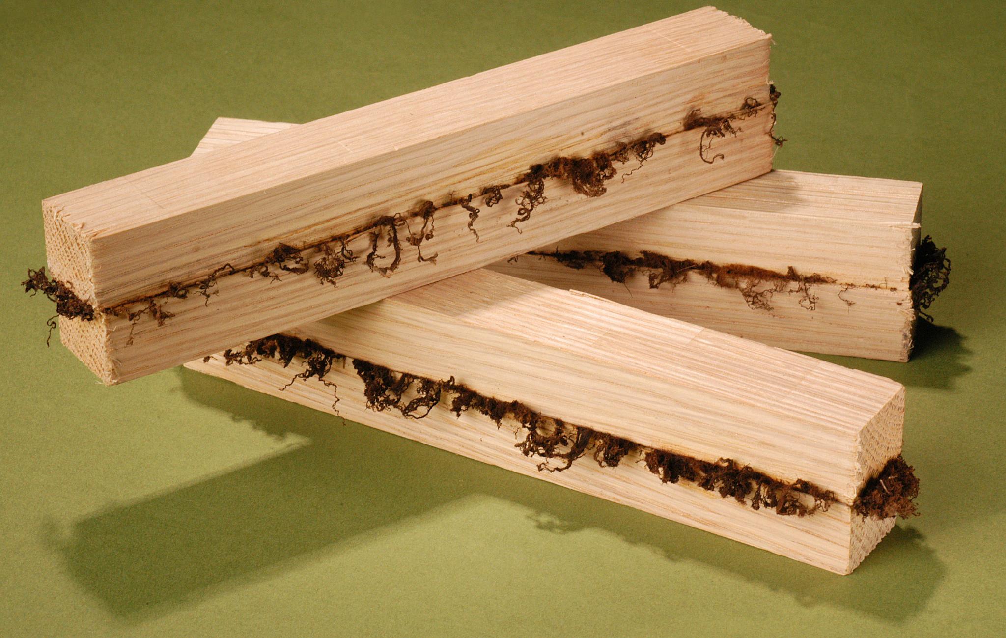 TWI Develops Wood Welding Process TWI