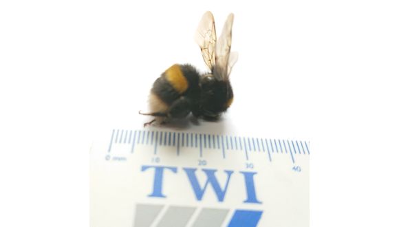Figure 1. Bee with ruler