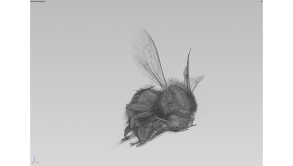 Figure 2. Bee 3D rendered showing hair