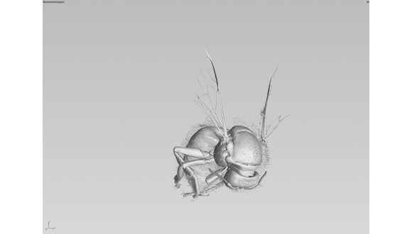 Figure 3. Bee 3D rendered to show outer shell with dust in hair visible