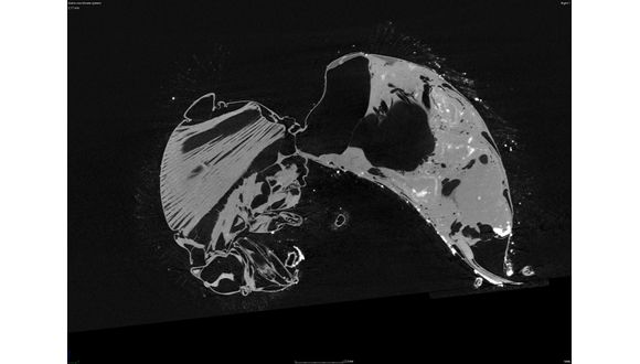 Figure 4. Bee 2D side view image slice