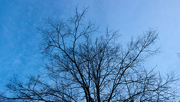 Wintry tree by Little Abington church. Photo: NSIRC / James Brookman 