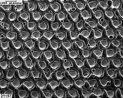 Fig.1. An SEM image of an EB textured surface