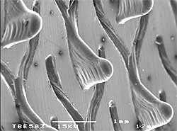 Fig.9. An example of a Surfi-Sculpt TM pattern made in aluminium 6082 using a scanned Electron Beam