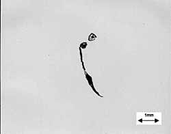  Fig.1b) Specimen W3: A photograph of flaw W3-2A revealed by sectioning from the opposite face to Fig.1a, presented as a mirror image (Neg. No. V5796)