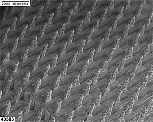 Fig.13. SEM image of treated stainless steel