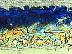 Fig. 4. Cross section of a joint made in the fabric Tactel TM utilising infrared absorbing dye