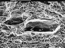  Fig.10 Fracture surface of W02-01. Note rounded facets suggesting localised melting, nominally X111.