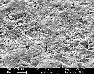 Fig.10. SEM image of grit-blasted PMMA surface. No adhesive present. The scale bar is 10µm long.
