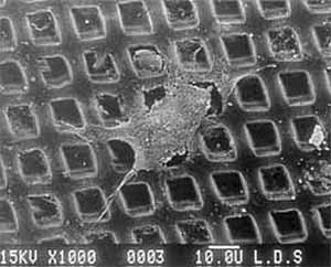Fig. 3. Cellular response on an excimer micromachining polycarbonate surface