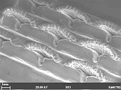 Fig.9. Duplex Surfi-Scuplt features in titanium: first stage to form ridges, second stage to form series of scallops