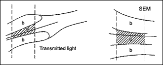 Fig.3. Schematic diagram of SEM and transmitted light micrographs