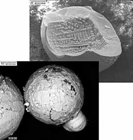 Back scattered electron images of spatter particles 