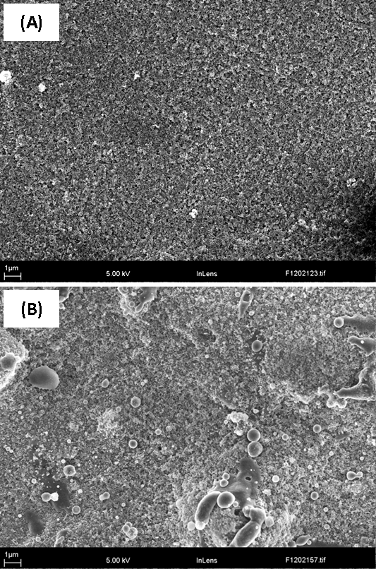 Fig. 9 The surface of 12 nm coatings produced in Ar (a) and Ar/H<sub>2</sub> (b) plasmas highlighting the increase in melted material visible with the addition of hydrogen in the plasma.